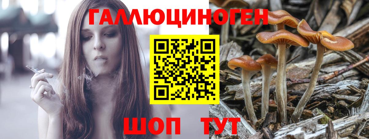 Галлюциногенные грибы Psilocybe Ярославль